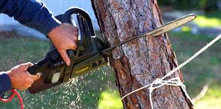 Reliable San Antonio, TX Tree Removal Solutions